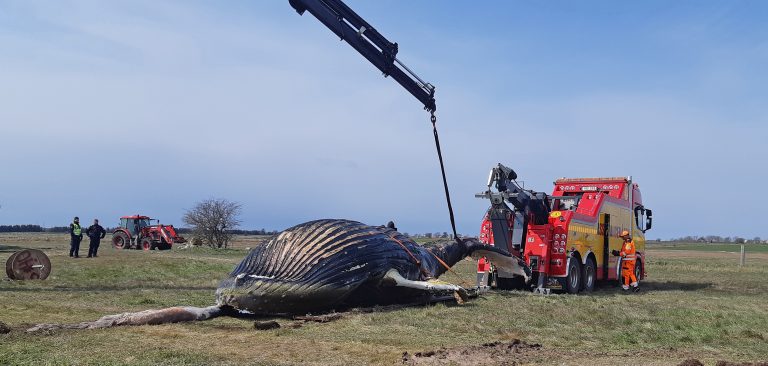 Assiistancekårens bärgare bärgar en val